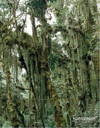 Thomas Feuerstein FUTUR II